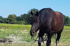 IMG-20180724-WA0001-Kopie