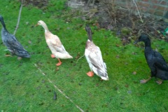 enten